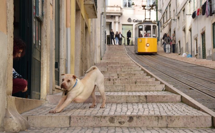 Elevador da bica