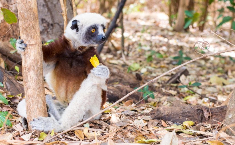 Lemur Madagaskar,Madagaskar, Afryka, przewodnik Madagaskar, jak dolecieć na Madagaskar?