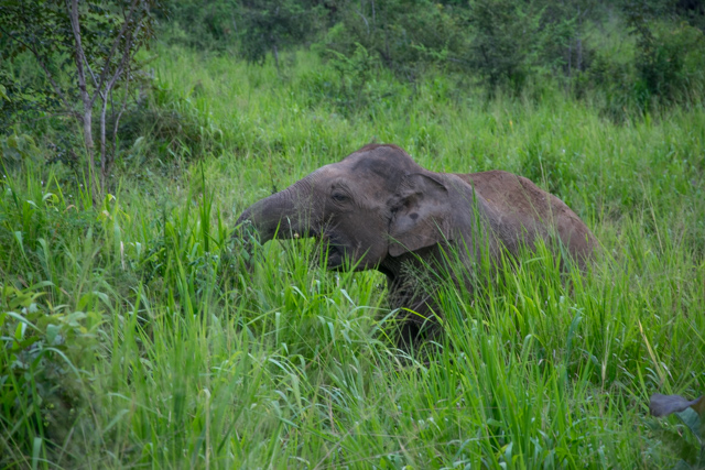 Sri Lanka, słonie 