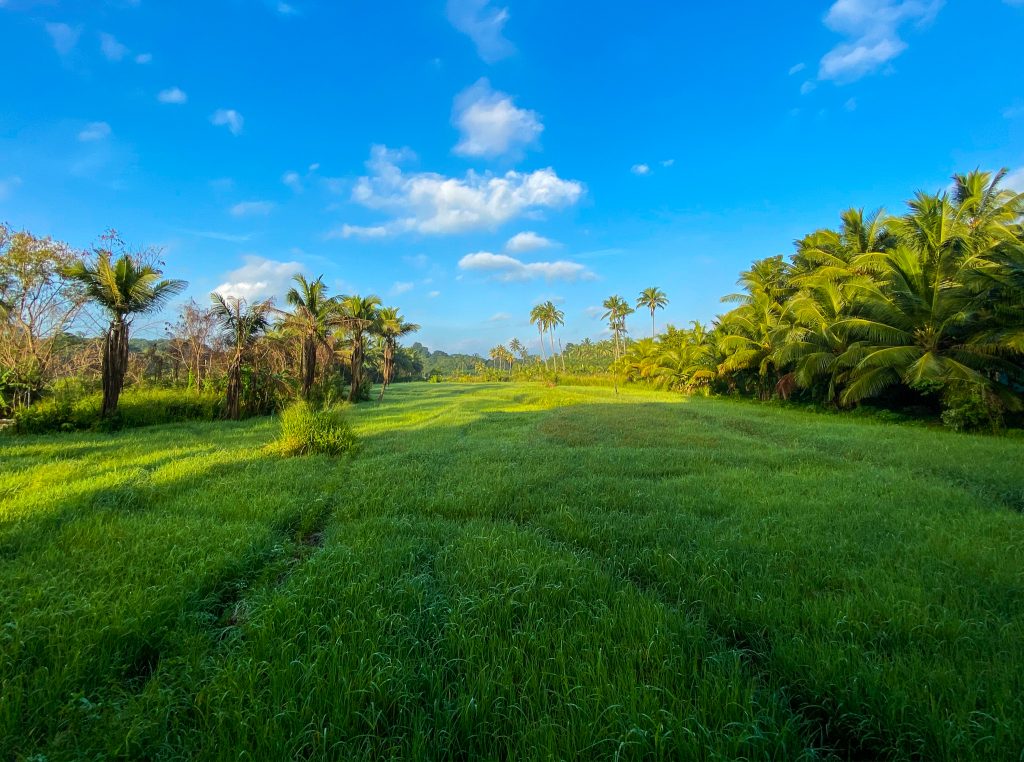 krajobraz Sri Lanka 