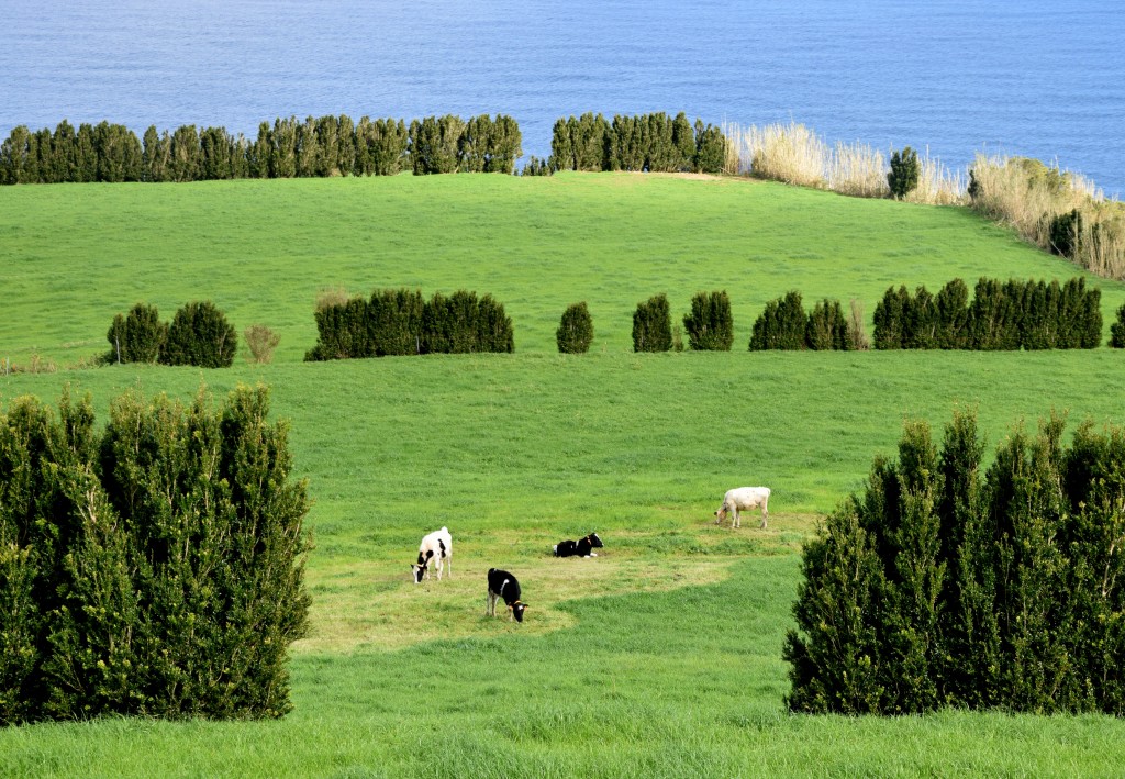 Sao Miguel